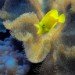 Yellow Tang 110409